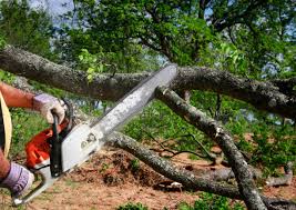 Best Tree Removal  in Yerington, NV